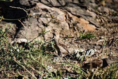 Bird perching on a field