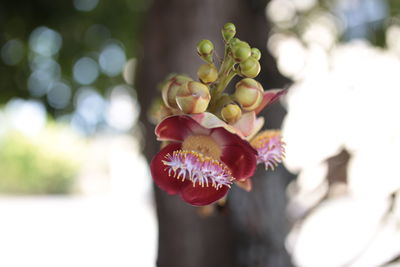 Close-up of flowering plant