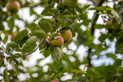 Close-up of berries growing on tree