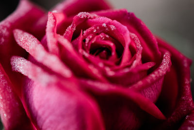 Close-up of pink rose flower