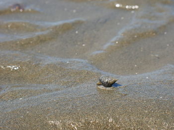 High angle view of crab on beach