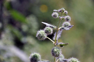 Close-up of purple flowering plant