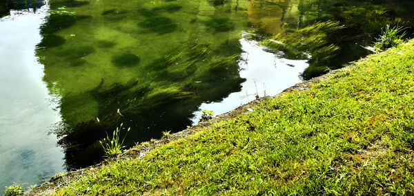 High angle view of moss on lake