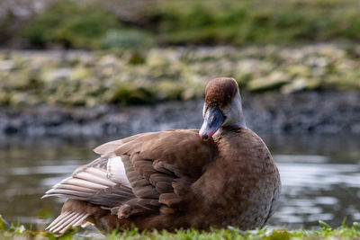 View of bird on lakeshore