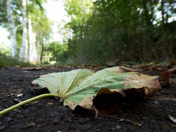 Close-up of leaves fallen on land in forest