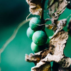 Close-up of berries hanging on tree