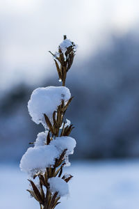 Close-up of snow on plant against sky