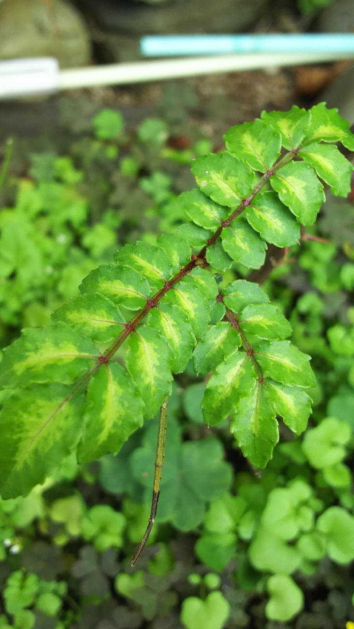 HIGH ANGLE VIEW OF GREEN LEAF ON PLANT