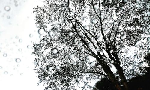 Low angle view of silhouette tree against sky