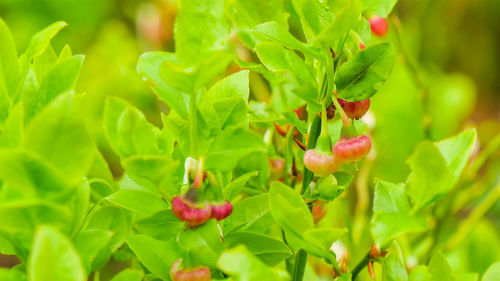 Close-up of berries growing on plant