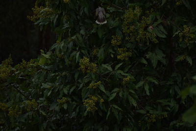 Plants growing at night