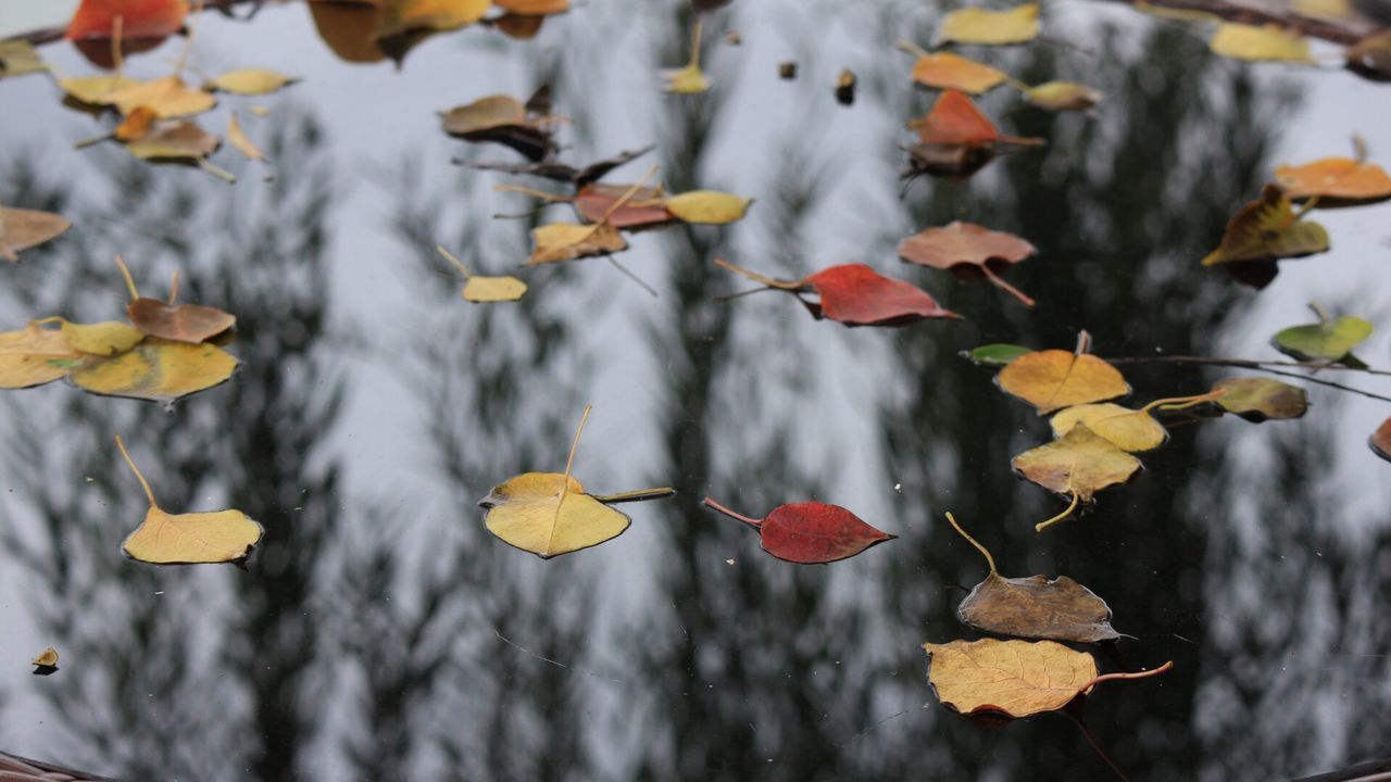 leaf, nature, autumn, no people, outdoors, leaves, tree, beauty in nature, day, freshness, close-up