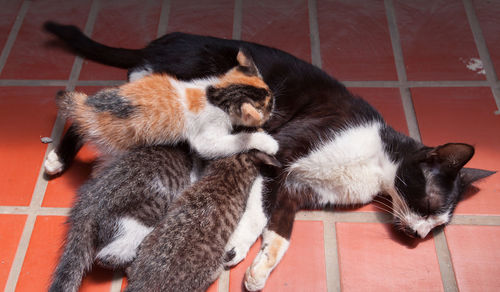 Cat feeding its cubs