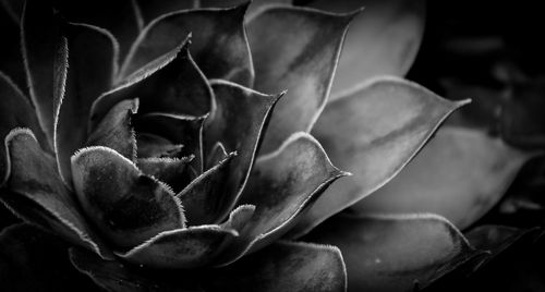 Close-up of succulent plant