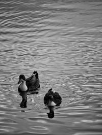 Ducks in the wild swimming around in the lake in the heart of the city. 