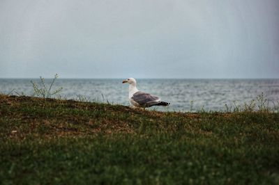 Seagull on a land