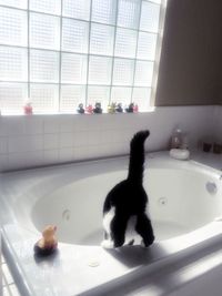 Cat looking away
