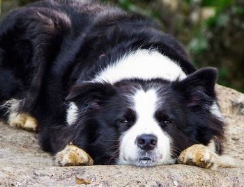 Close-up portrait of border collie dog lying down on rock during climb to peak of japanese mountain.