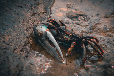 Crab with single big claw on moist sand