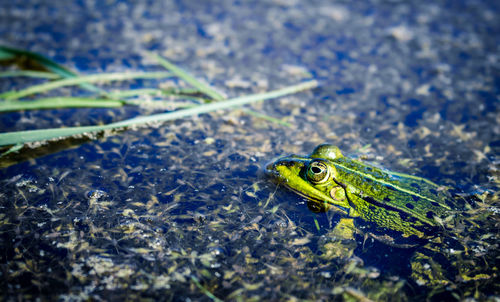 Close-up of insect on green field