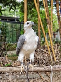 Portrait of bird perching on wood