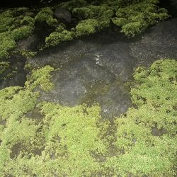 High angle view of moss growing on rock