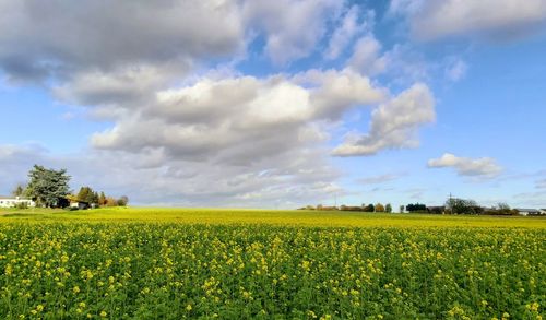 Scenic view of oilseed rape field against sky