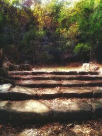 Scenic view of forest