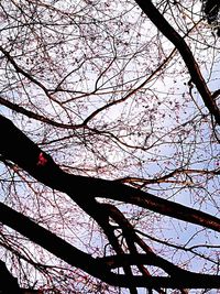 Low angle view of bare trees against sky