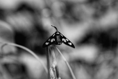 Close-up of butterfly on plant