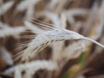 Close-up of crops at farm