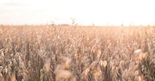 agriculture