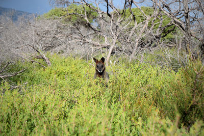 Plants on grassy field