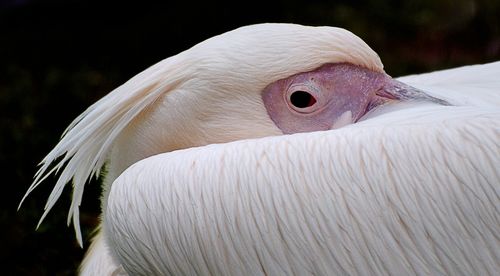 Close-up of swan