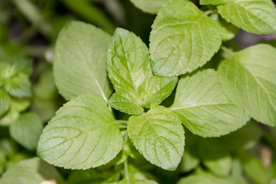 Close-up of fresh green leaves