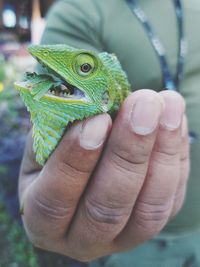 The beauty of the forest dwelling animal