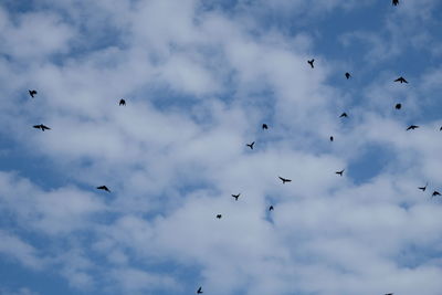 Low angle view of birds flying in sky