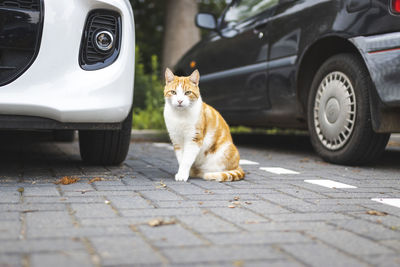 Cat looking at car on street in city
