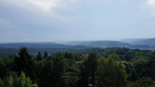 Scenic view of forest against sky