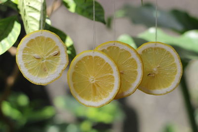 citrus fruit