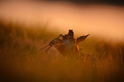 Close-up of fallen dry leaf on grass