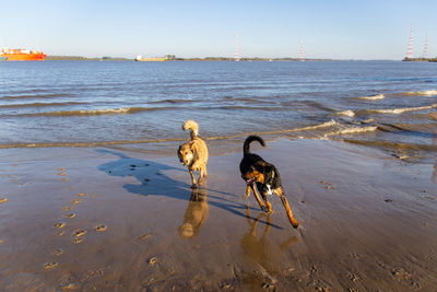 View of birds on beach