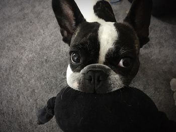 Close-up portrait of dog