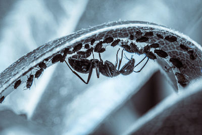 Close-up of spider on snow