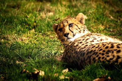 Close-up of a cat lying on grass