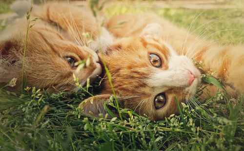 Close-up of cat lying on grassy field