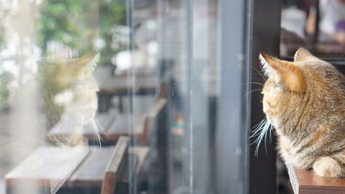 Cat looking through window