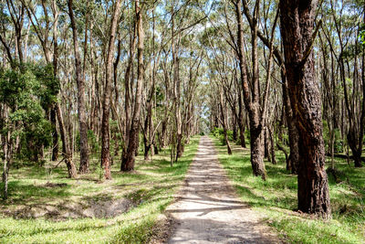 Dirt road passing through forest