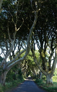 Road amidst trees in park