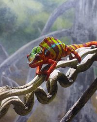 Close-up of camaleon perching on branch